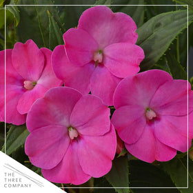 The Three Company Sunpatiens Purple potted plant with lush blooms