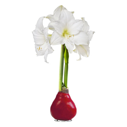 The Three Company waxed amaryllis bulb in red wax with white blooms, striking close-up decor.