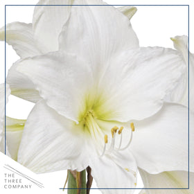 The Three Company waxed amaryllis, red wax, white blooms, full plant for bright shelf decor.
