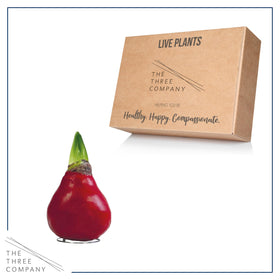 The Three Company waxed amaryllis gift box, ready for gifting.