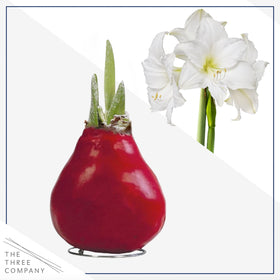 The Three Company waxed amaryllis on a surface, adding color and warmth.
