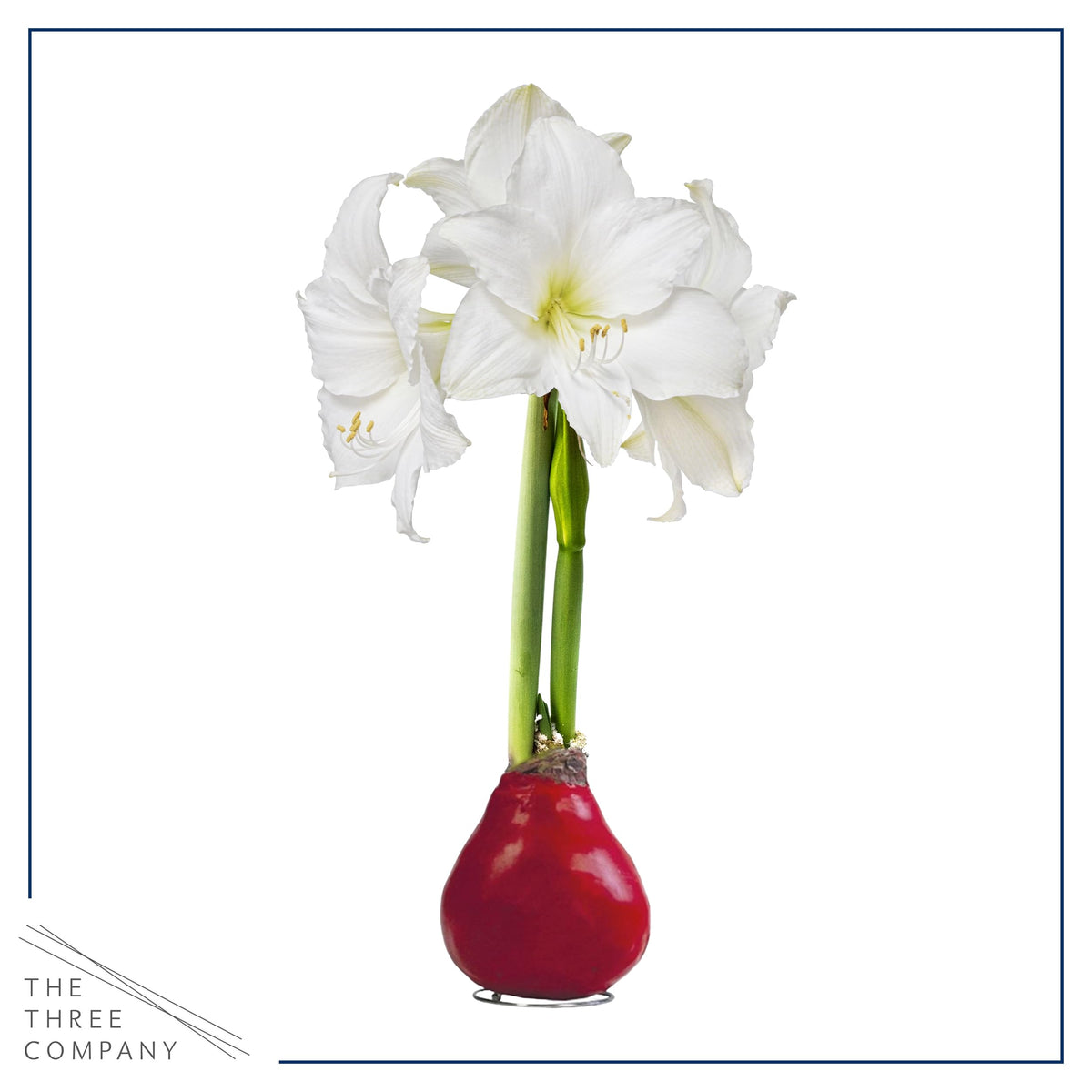 The Three Company waxed amaryllis packaging, ready gift, no watering needed.