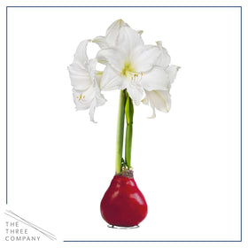 The Three Company waxed amaryllis packaging, ready gift, no watering needed.