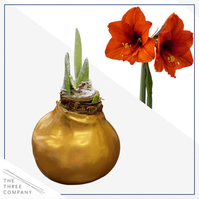 The Three Company amaryllis closeup shows vibrant red blooms for holiday decor