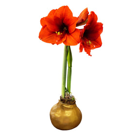 The Three Company waxed amaryllis in gold wax with red blooms adds festive color