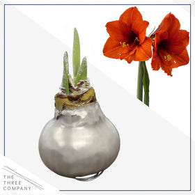 The Three Company waxed amaryllis holiday gift packaging conveys ready-to-gift elegance.