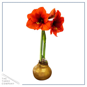 The Three Company waxed amaryllis resting on a surface, no watering needed