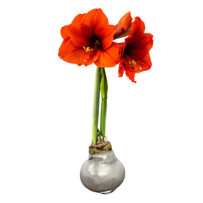 The Three Company waxed amaryllis red bloom in wax adds festive color and warmth.