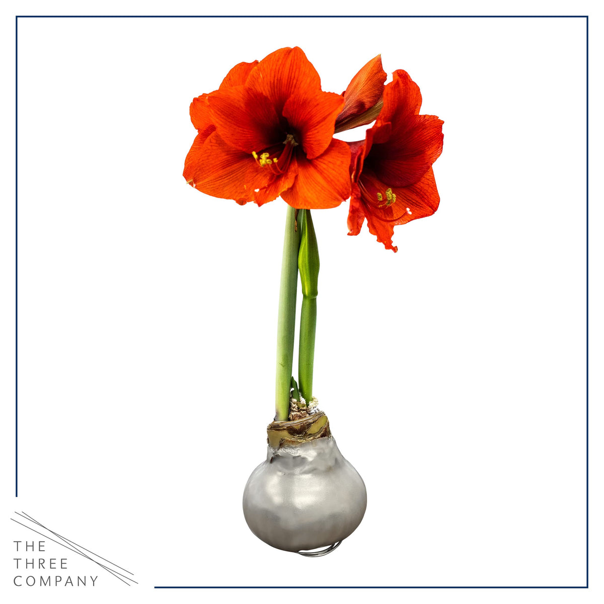 The Three Company waxed amaryllis tall bloom showcases vibrant red petals for holiday ambiance.