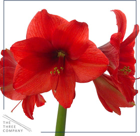 The Three Company waxed amaryllis wax-coated bulb closeup highlights durable decorative appeal.