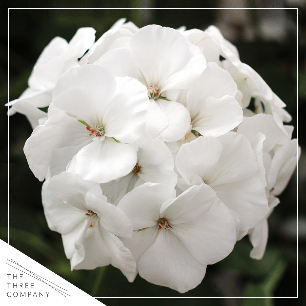 Close-up of white blooms on The Three Company zonal geranium.