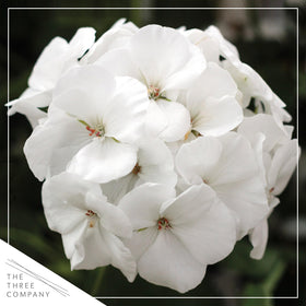 Close-up of white blooms on The Three Company zonal geranium.