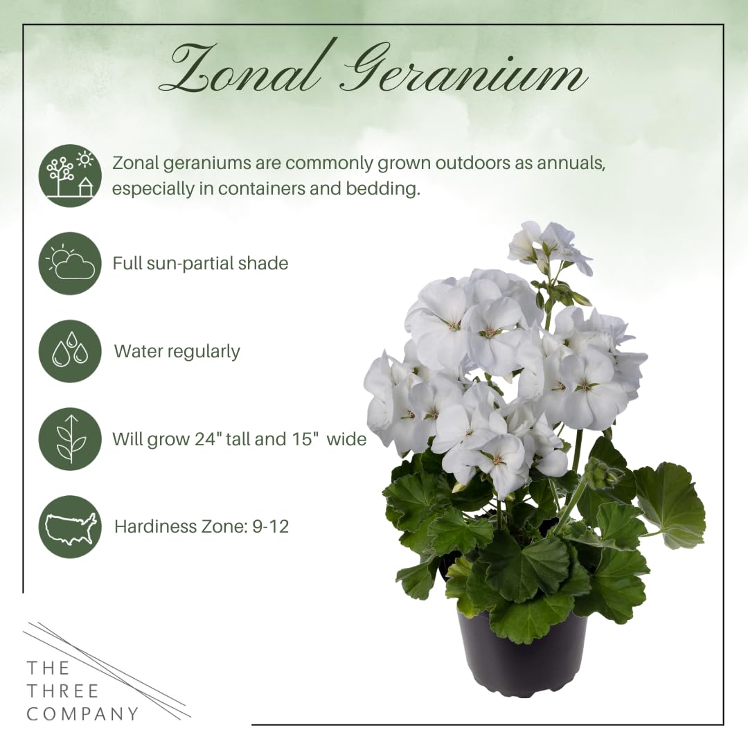 Healthy white zonal geranium in 1 Qt pot ready to plant.