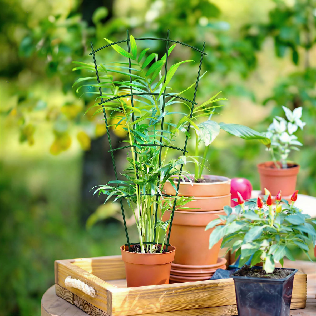 Thealyn climbing plants supported by trellis for ivy, roses, or cucumbers.