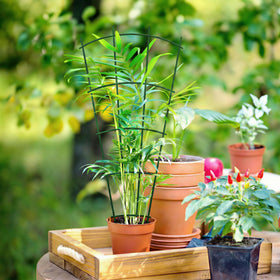 Thealyn climbing plants supported by trellis for ivy, roses, or cucumbers.