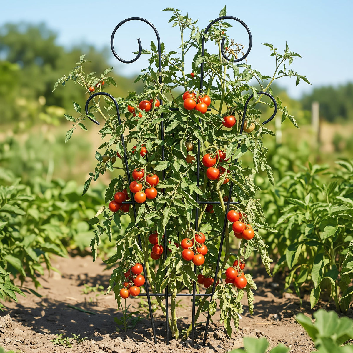 Thealyn Hoya/Mandevilla-friendly trellis supports lightweight vines