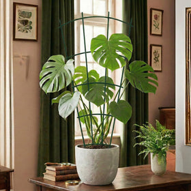 Thealyn indoor-outdoor plant support keeps vines tidy and encourages vertical growth.