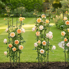 Supports ivy and jasmine with vertical growth using Thealyn.