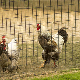 Thealyn multiple-size fence options for various garden projects