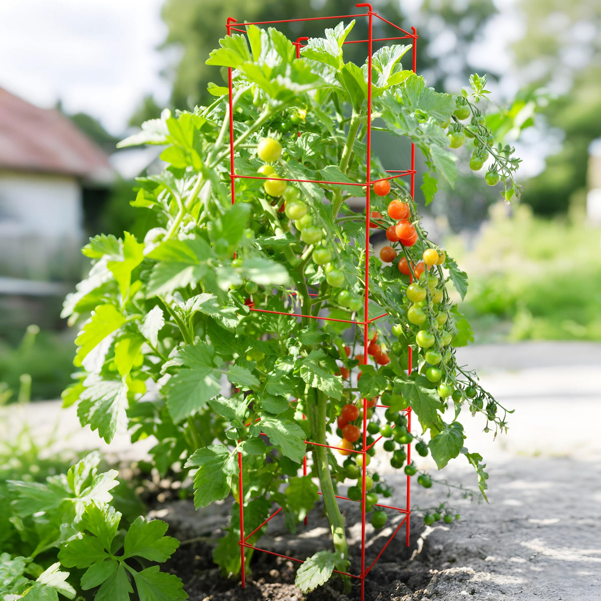 Each Thealyn cage is 12 inches wide for stable plant support