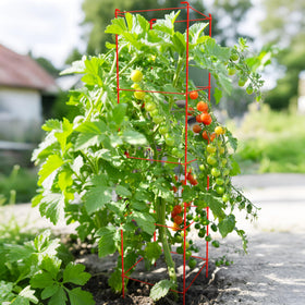 Each Thealyn cage is 12 inches wide for stable plant support