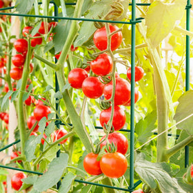 Thealyn tomato cages 46-inch height in a garden setup.