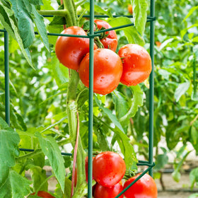 Thealyn tomato cages six-pack, 57-inch front view, robust frame for stable growth.