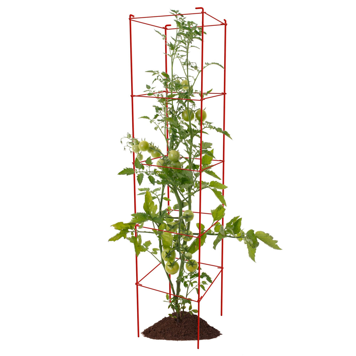 Thealyn tomato cages supporting climbing plants in the garden