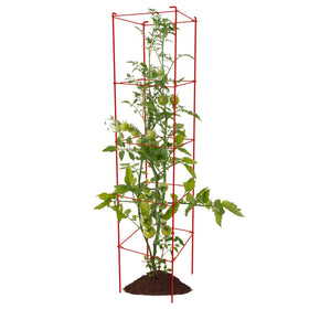 Thealyn tomato cages supporting climbing plants in the garden