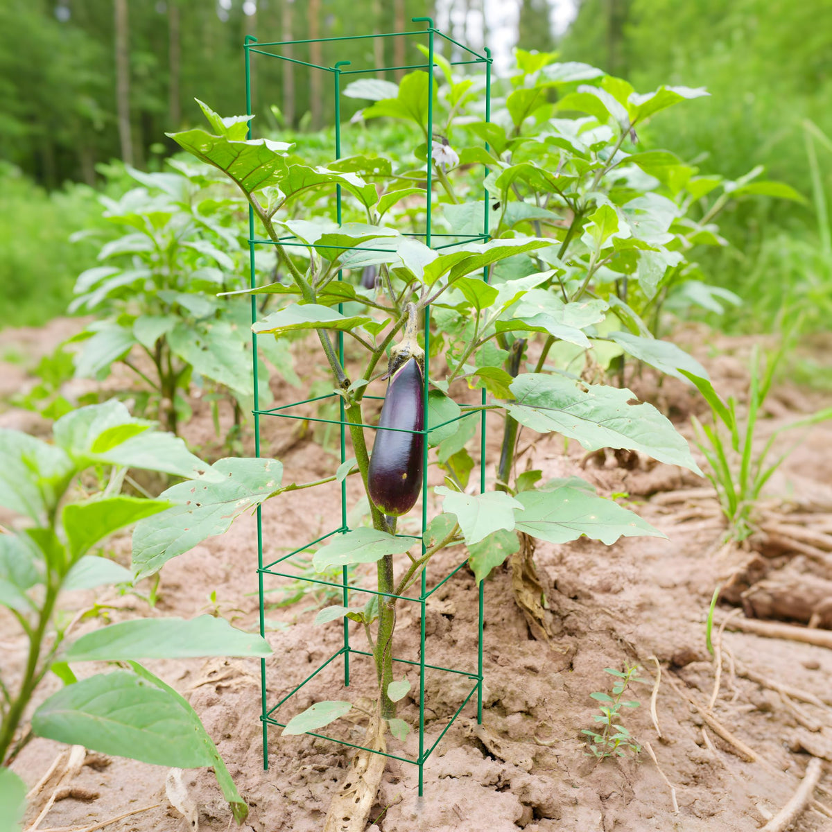 Thealyn tomato cages with rustproof powder coating for outdoor durability.