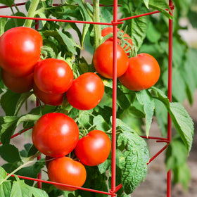 164 feet twist ties included with Thealyn tomato cages for training vines