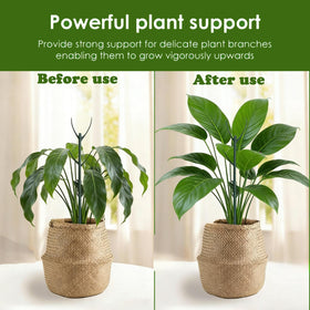 Theifofoxone monstera support stakes keep stems stable for steady growth