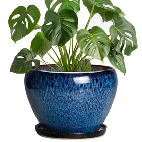 Thirtypot blue glaze 8-inch plant pot for stylish indoor plant display.