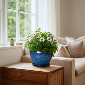 Thirtypot removable saucer and drainage net protect furniture during watering.