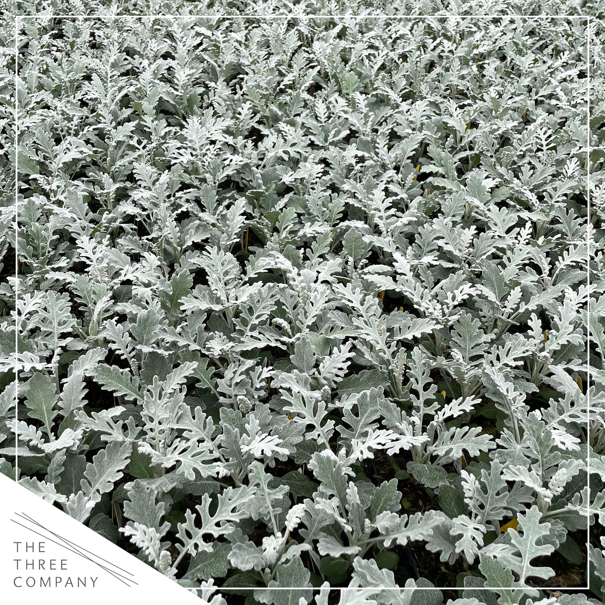 The Three Company dusty miller foliage glows with cool tones, pairing with purple and blue blooms.