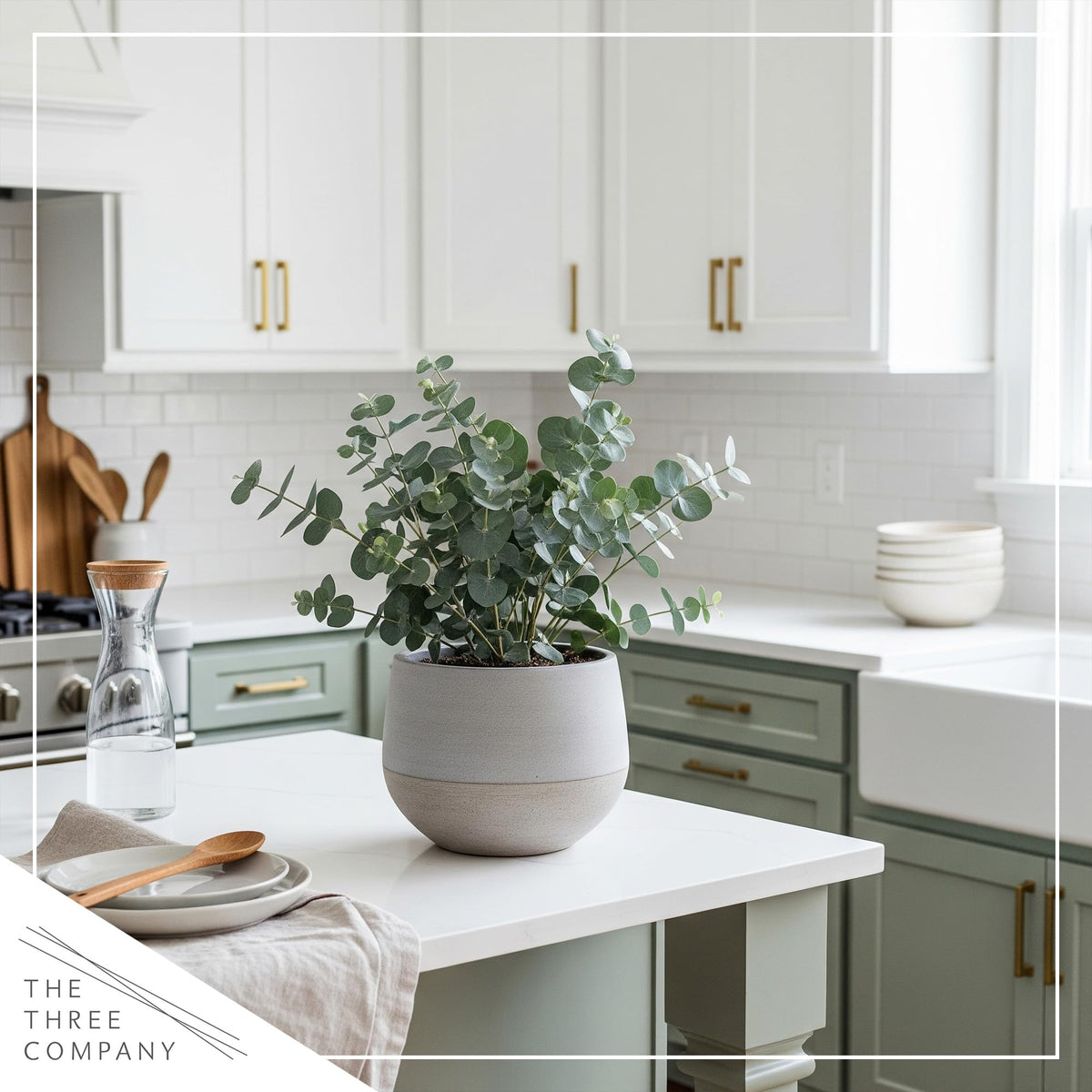 The Three Company care guide and plant together support simple, confident maintenance.
