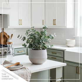 The Three Company care guide and plant together support simple, confident maintenance.