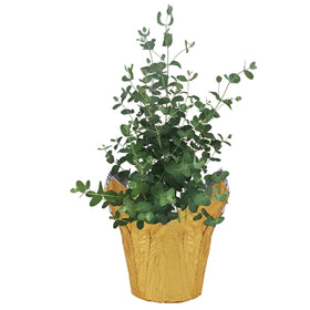 The Three Company eucalyptus with deco cover, a stylish focal point that freshens indoor air.