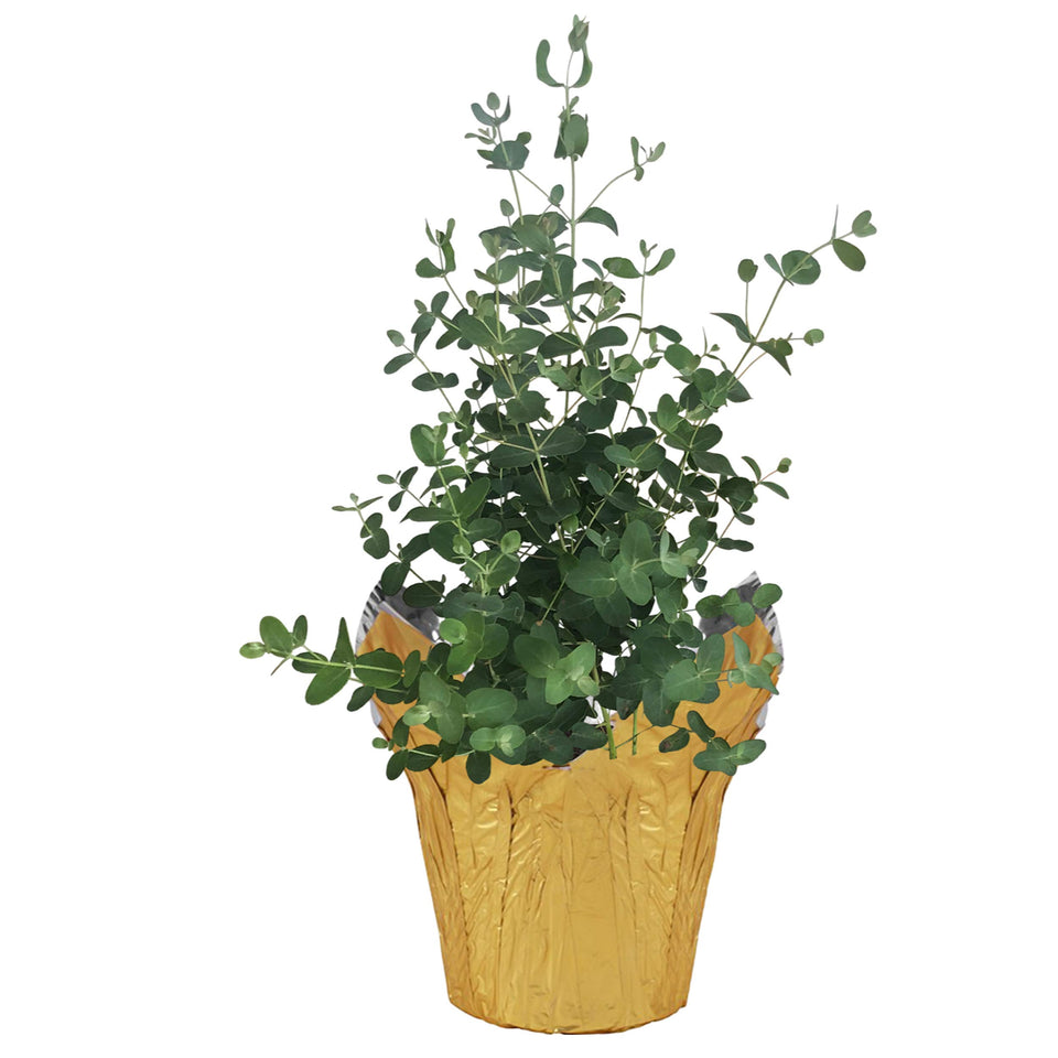 The Three Company eucalyptus with deco cover, a stylish focal point that freshens indoor air.