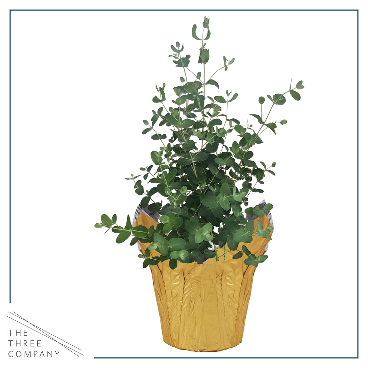The Three Company eucalyptus leaves offer a fragrant, sensory accent for any room.