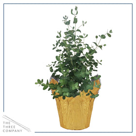 The Three Company eucalyptus leaves offer a fragrant, sensory accent for any room.