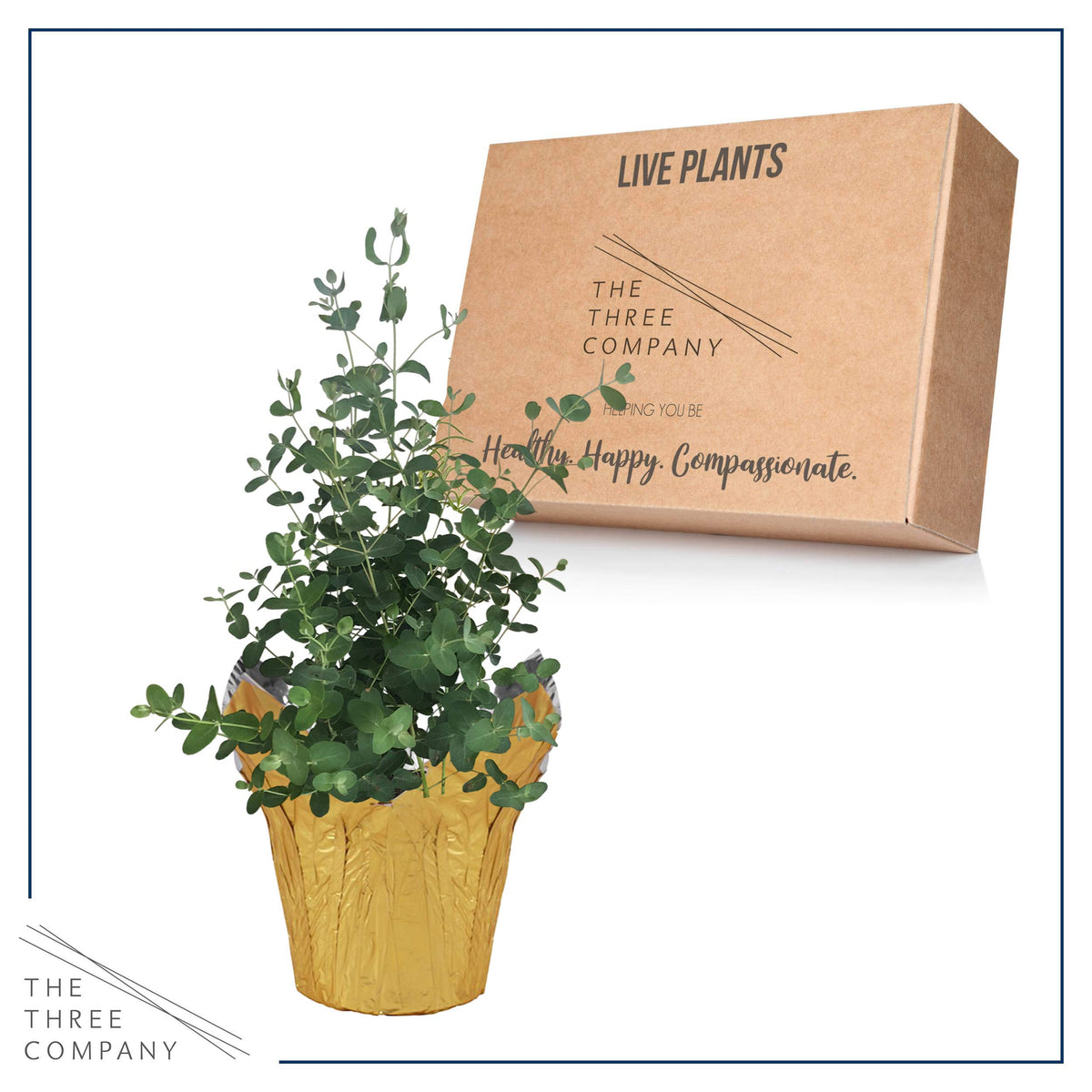 The Three Company eucalyptus on kitchen shelf brings nature to daily routines.
