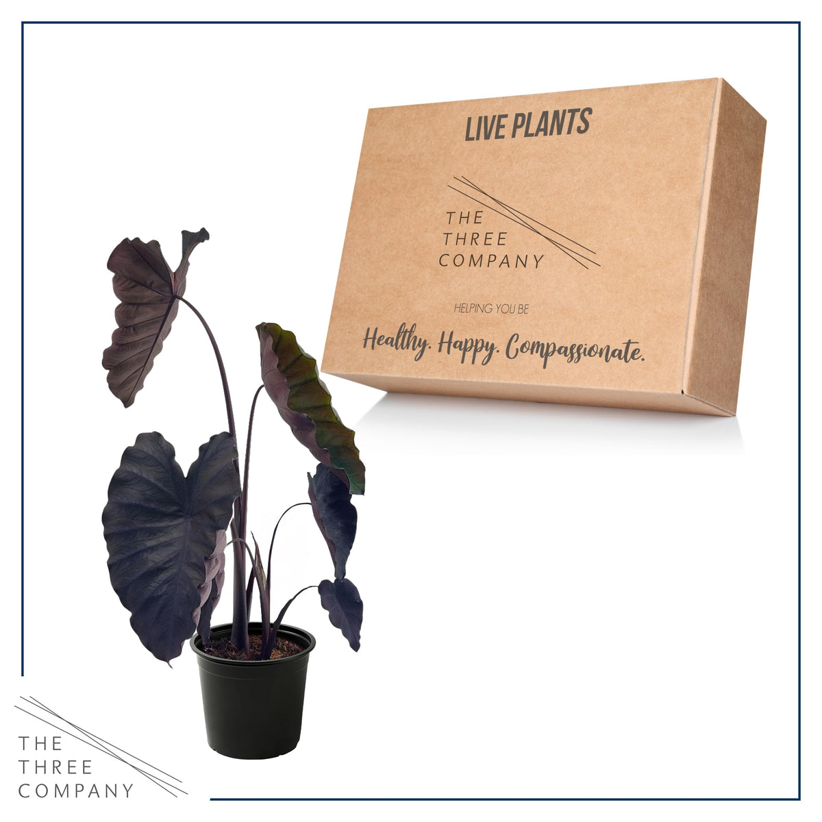 Deep Roots and The Three Company Redemption Colocasia ship fresh for confident planting.