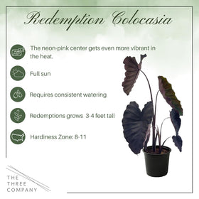 Redemption Colocasia in a container creates tropical drama along poolside walkways.
