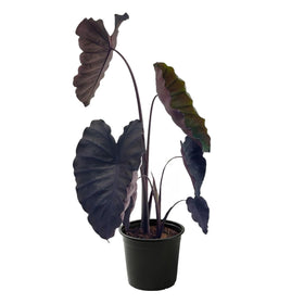 The Three Company Redemption Colocasia leaf color evolution adds dramatic contrast to outdoor containers.