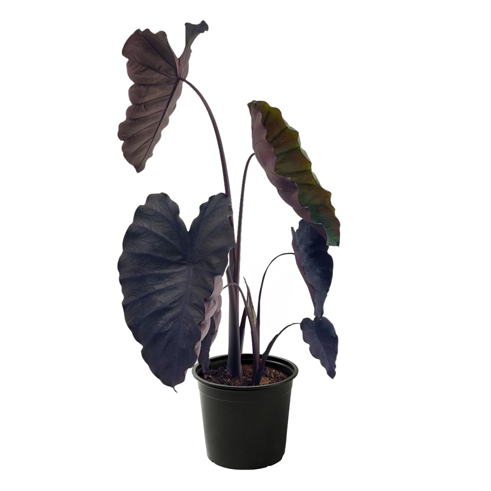 The Three Company Redemption Colocasia leaf color evolution adds dramatic contrast to outdoor containers.