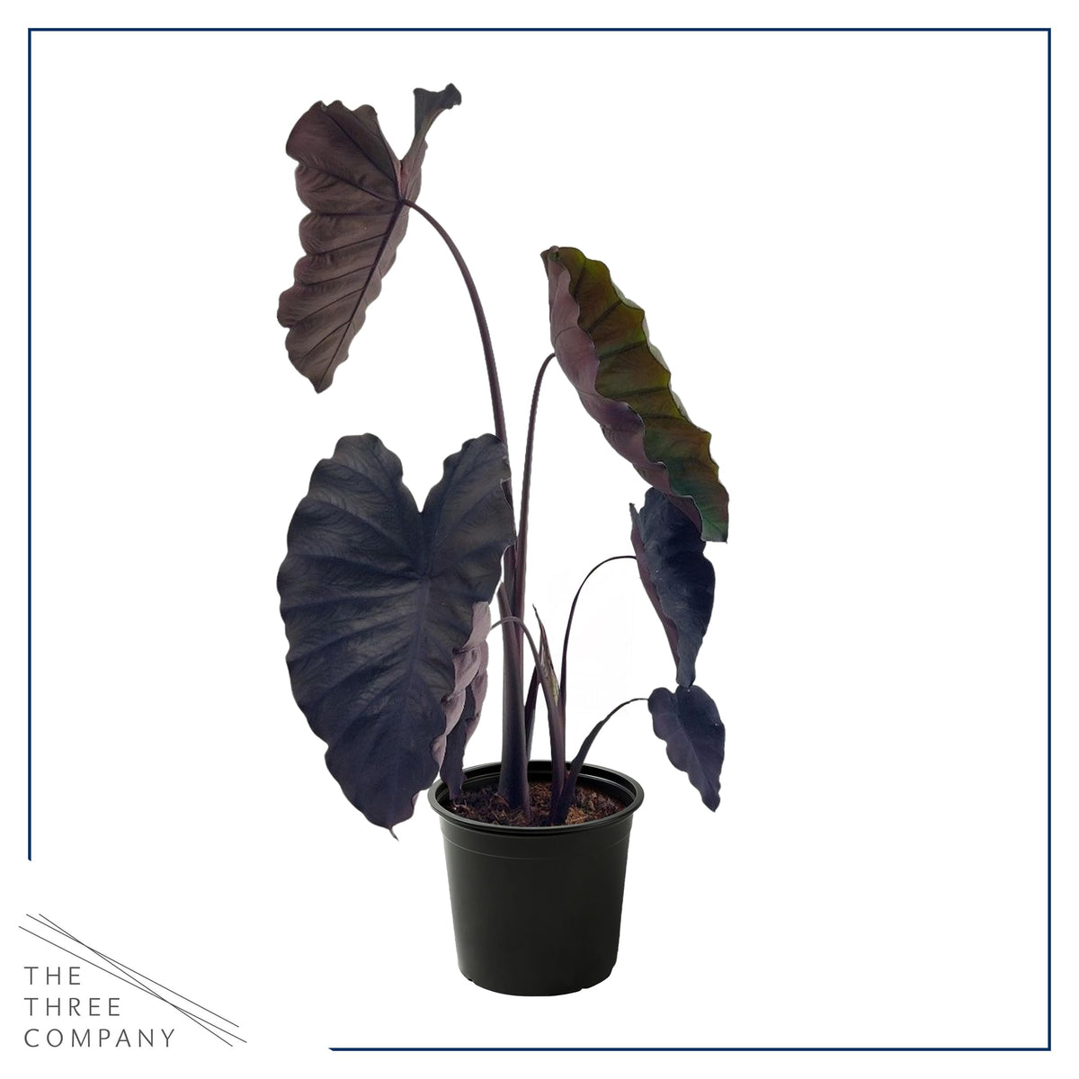 The Three Company Redemption Colocasia shipment-ready plant for quick potting.