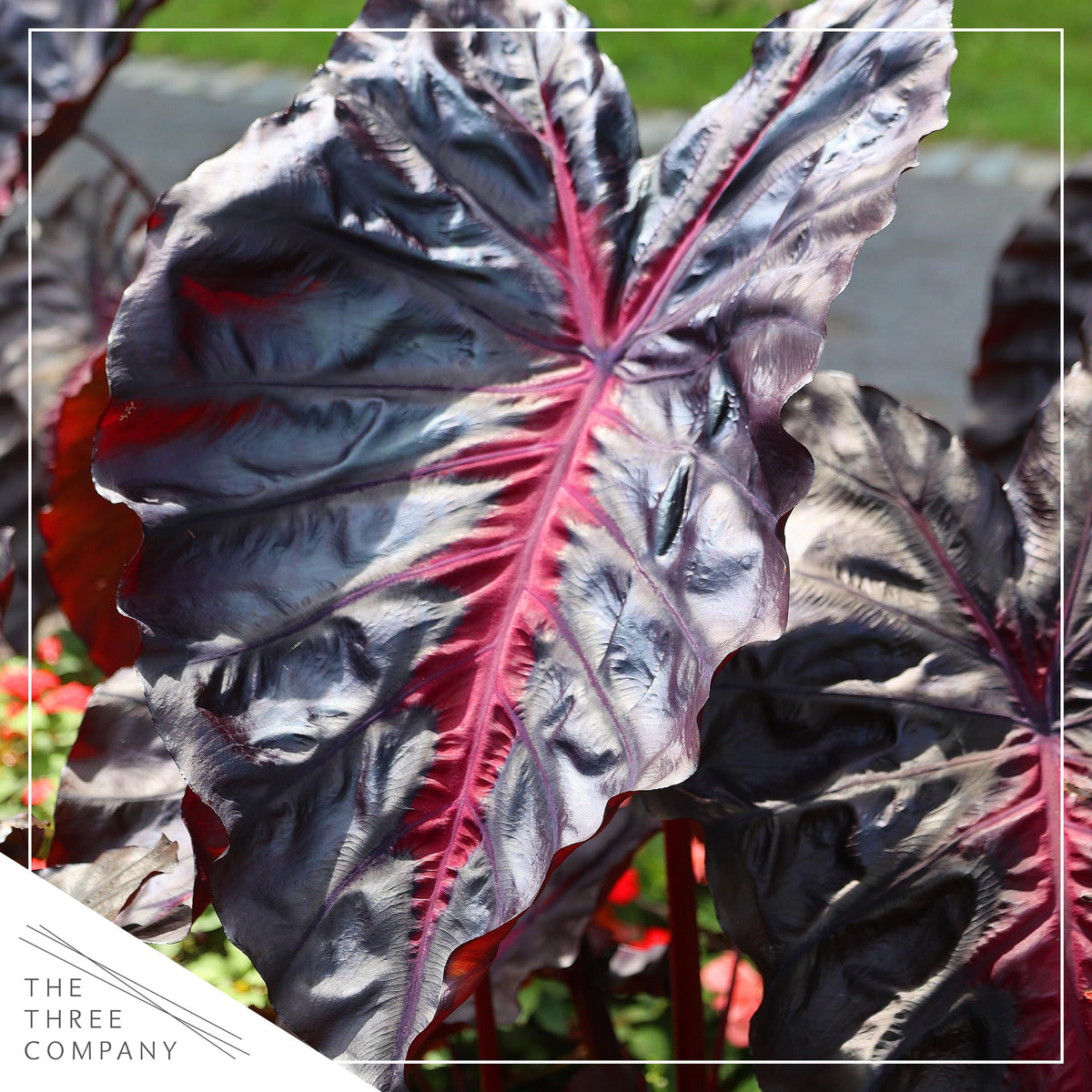 The Three Company Redemption Colocasia stems and clumps provide height and texture for garden borders.