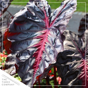 The Three Company Redemption Colocasia stems and clumps provide height and texture for garden borders.