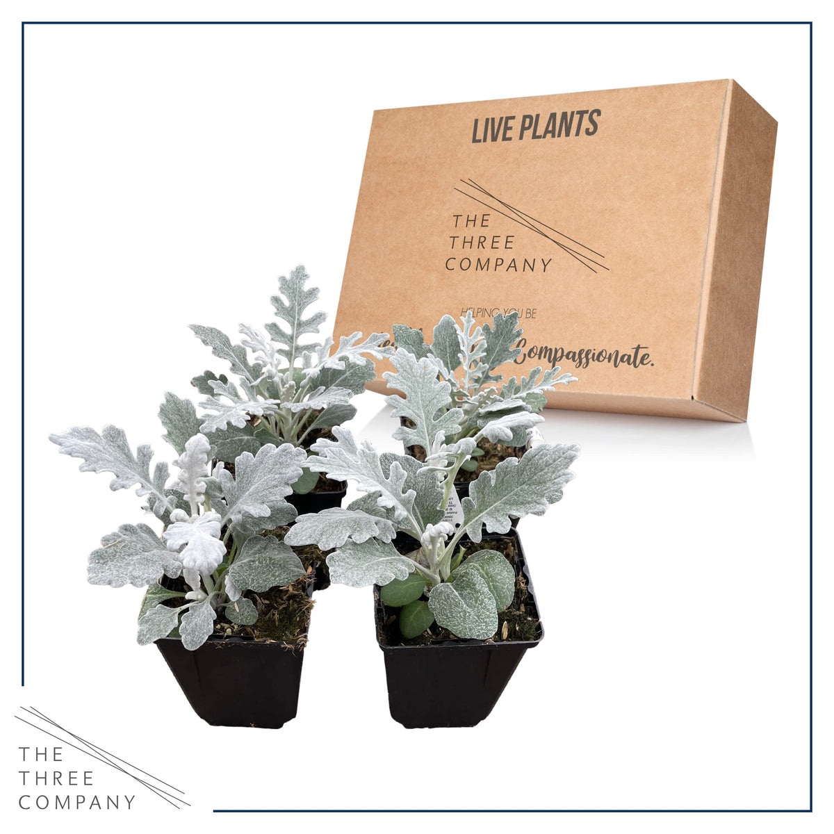 Bright moon garden accent: The Three Company dusty miller adds dazzle with minimal care.